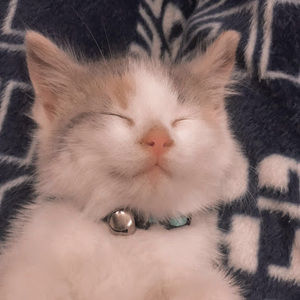 Meet your Posher, Kaydence